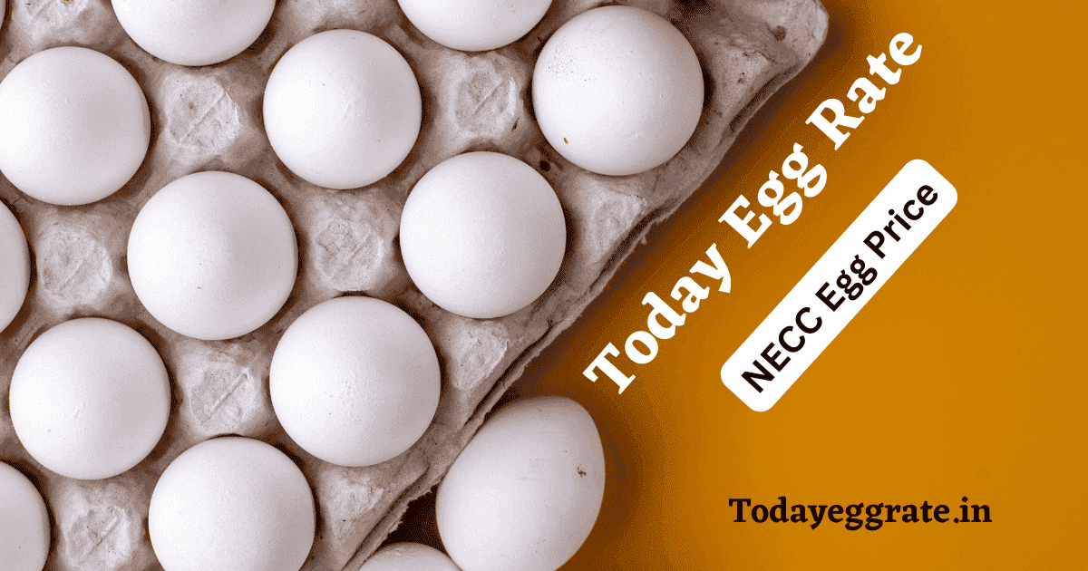 Today Egg Rate (Daily NECC Egg Price)